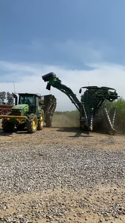 Mistretta Farms Cutting Sugar Cane