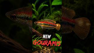Rare, newly discovered Gourami eating Aquarium Co-op Magic Small Fish Feed.