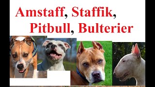 Amstaff, Pitbull, Staffik, Bulterier - Różnice, Porównanie