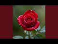 Lagrimas de uma Rosa