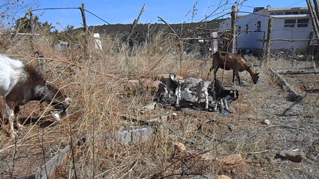 Goats Eating Sunflowers YouTube