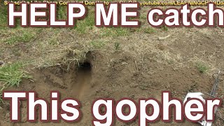 GOPHER TRAP NOT WORKING - TOTAL FAIL - HELP