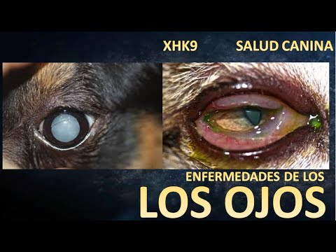 Video: Synechiae En Perros »Wiki Ùtil Problema Del Ojo De Perro - Adhesiones De Iris