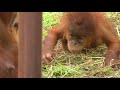 Baby Orangutan POPO 03 - Start Crawling