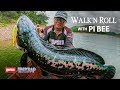 Giant Snakehead Hunting - Rapala MaxRap Walk'N Roll in Thailand