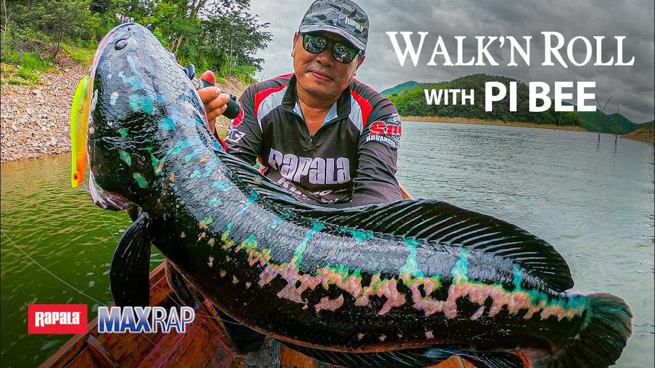 98: Toman Or Giant Snakehead Fishing Part 3 - The Angler