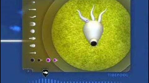 Spore GDC 2007: Tidepool phase