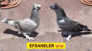 EFSANE DUMANLININ KARDEŞLERİ 😍 UÇUM KUŞLARIMIZ KENDİNİ AŞTI ! Taklacı Güvercin Oyunkuşu