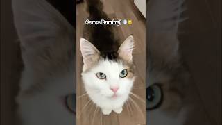 Pishi Comes Running Every Time