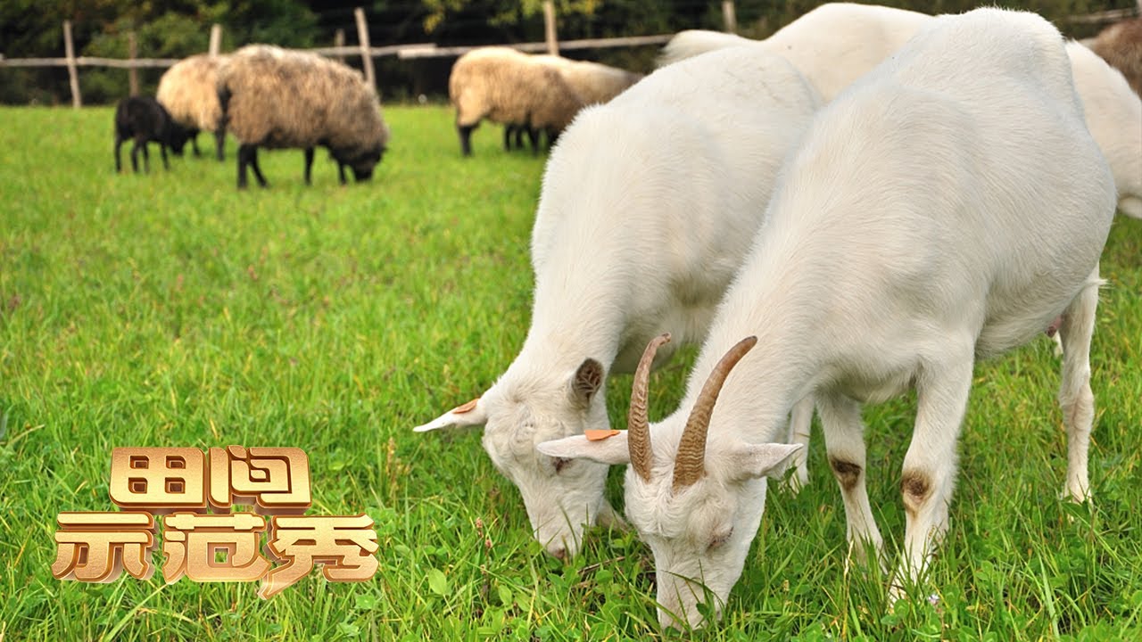 揭秘山羊育肥的最佳方法！品种不同，饲料配方也不同！丨「田间示范秀」20220624