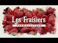 Comment avoir des fraisiers par centaines     permaculture