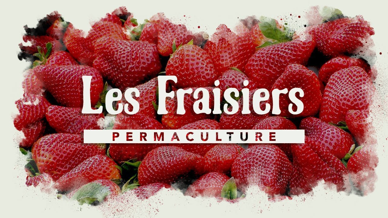 Comment avoir des fraisiers par centaines ?    