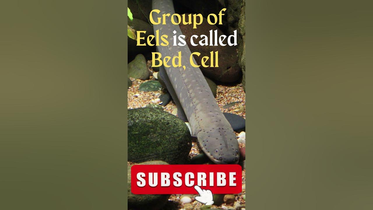 What is A Group of Eels called? shorts youtubeshorts shortsvideo