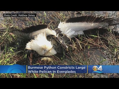 PHOTO: Burmese Python Constricts Large White Pelican In Everglades