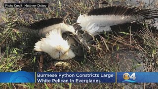 Famous PHOTO: Burmese Python Constricts Large White Pelican In Everglades Net Worth