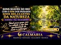 🌿🐦 SONS SUAVES RIO E PÁSSAROS 🐦🌿 PARA QUEM ESTÁ NA CIDADE E NÃO TEM OPORTUNIDADE DE OUVIR A NATUREZA