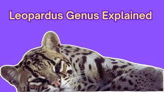 Leopardus genus explained!