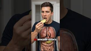 Avocado Inside the Body | 3D Animation of Digestion, Benefits &amp; Side Effects ##healtheducation