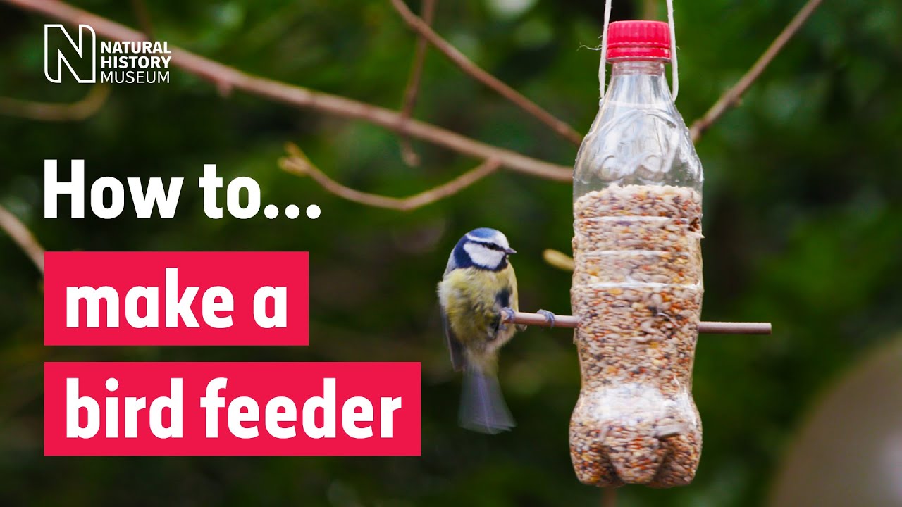 How to make a bird feeder