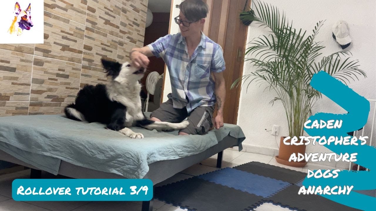 Rollover 3/9: luring a rollover trick & putting it on a verbal cue in 9 short sessions! Dog training