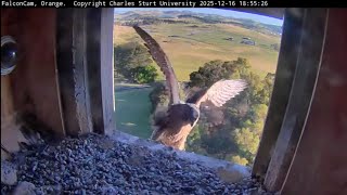 FalconCam Project  - Girri nearly fludges😲