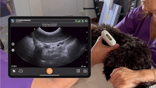 The Aspire Ucs 8 Step Abdominal Survey Step 6 Ascending Colon, Coe, And Iccj