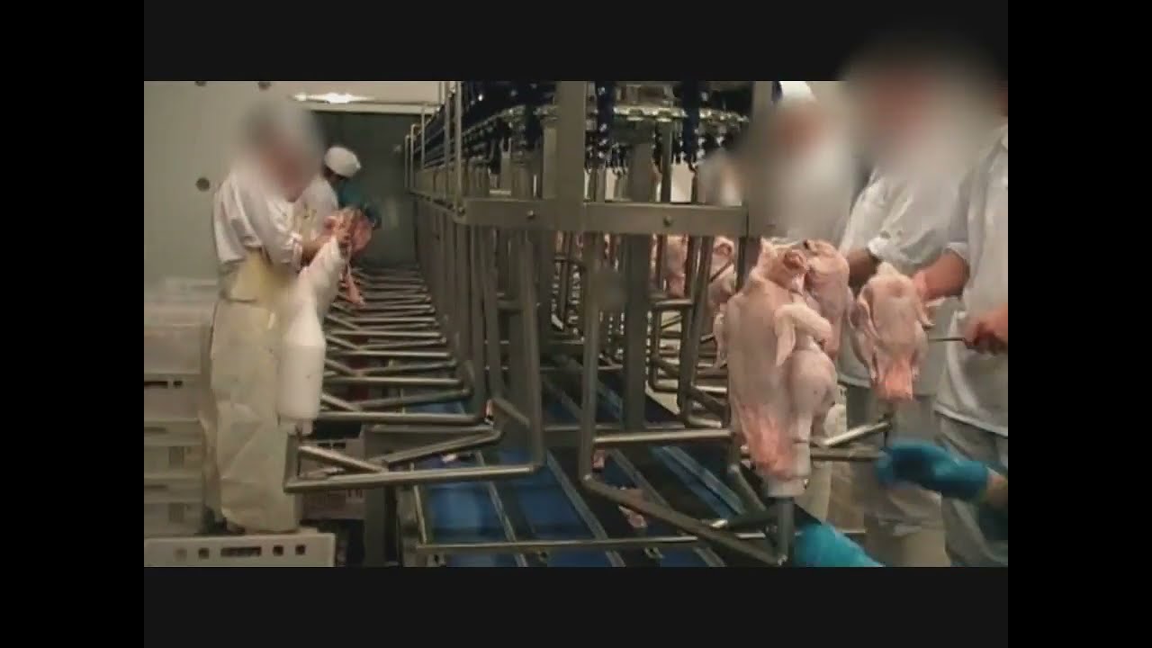 Poultry Semi-automatic cut up line