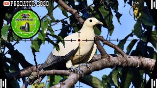 FULL BERBURU BURUNG PERGAM PUTIH SULAWESI DI SPOT POHON BERINGIN TUA 