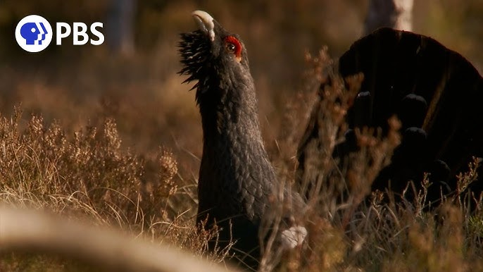 Porno qizni kokraklaridan qollari bilan oldi va uni mushukda sikdi