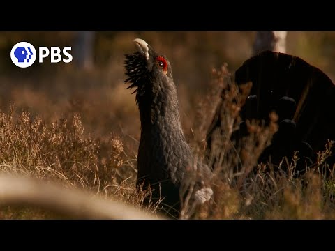 Video: Capercaillie common: description, photo