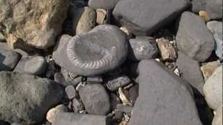Charmouth & Lyme Regis Collecting Fossils At The Juric Coast Dorset Uk Ammonites