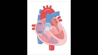 Cardiac Cycle Explained | Blood Flow Through the Heart in 3D Animation | Systole & Diastole