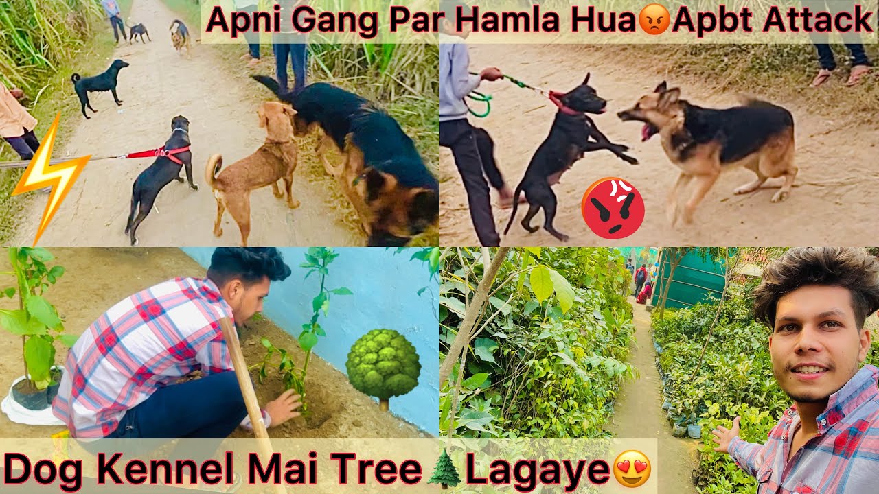 Kennel Mai Tree Lagaye🌲 Apne Gang Par Attack Hua😨Roxcy Aj Marne Sa