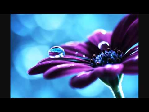 قطرات الندى