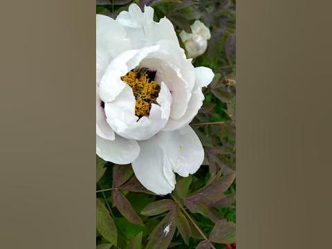 Деревовидний піон - YouTube