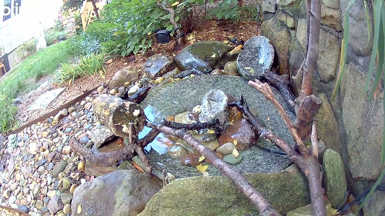 9-14-2025 6:40PM Male American Redstart 