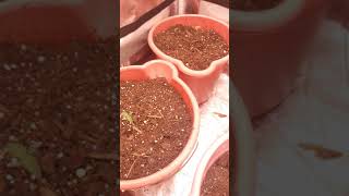 Mojo's indo Grow