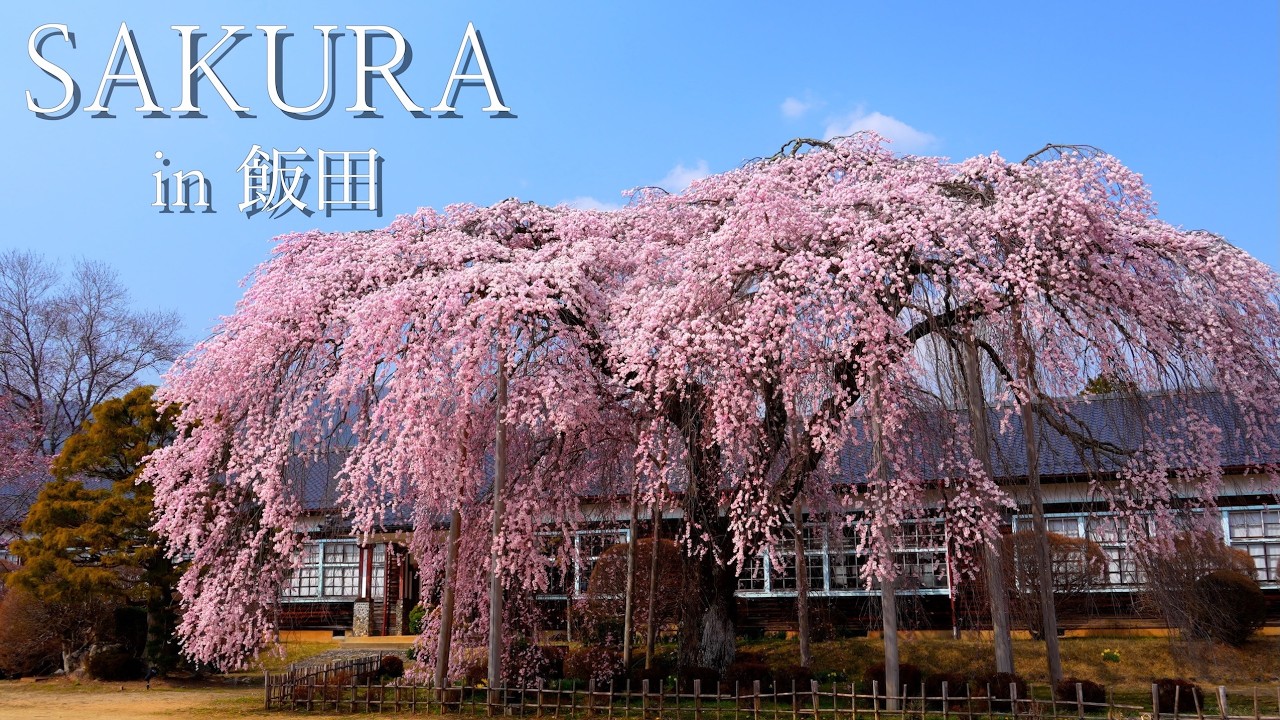 SAKURA in Iida: A tour of the single cherry trees in Iida City