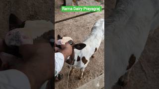 PLEASE SUBSCRIBE ME #shorts  #trending #ytshorts #ytstudio #viral #video #farming #dairyh#dailyvlog