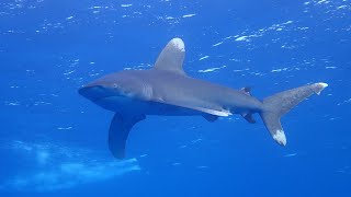 Red Sea Liveaboard diving: Elphinstone - Brothers - Daedalus oct/nov 2023