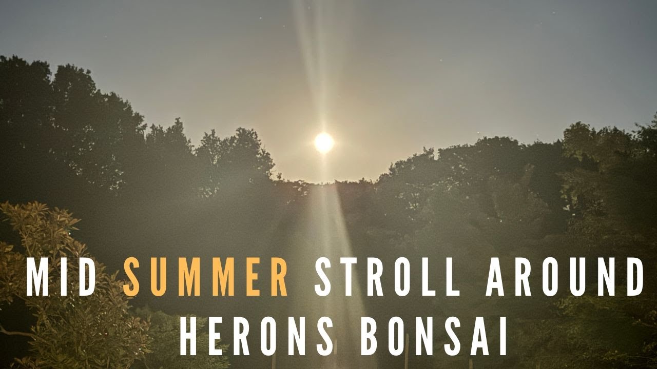 Mid Summer Stroll at Herons Bonsai YouTube