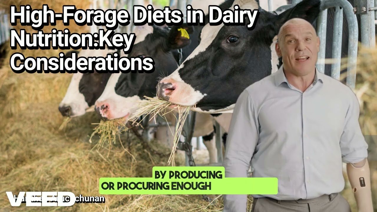 High Forage Diets in Dairy Nutrition: Key Considerations