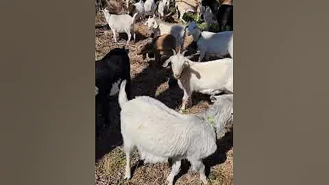 How Virtual Fence For Goats Works On Our Farm