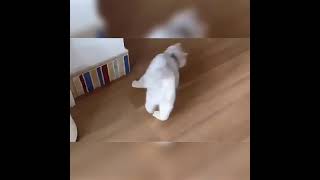Revolutionize Your Cat's Playtime:  Smart Laser Collar! [DEMO] screenshot 2