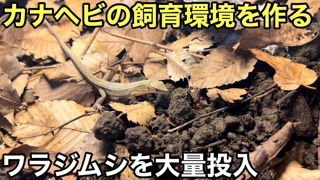 カナヘビの飼育環境を作ります【爬虫類】