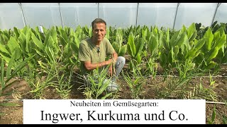 Superfoods Selber Anbauen Ingwer, Kurkuma, Erdnüsse Und Meerrettichbäume Für Zuhause