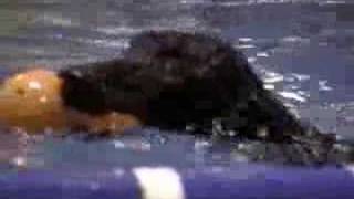 Otis at SplashDogs