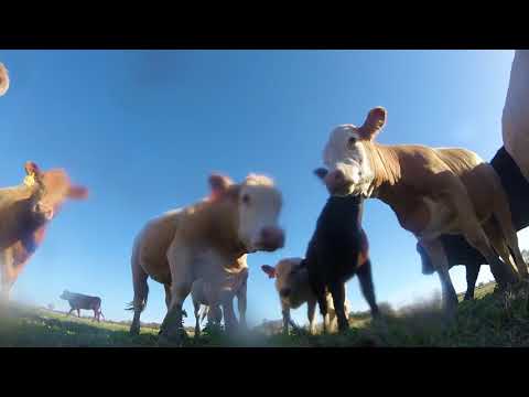 The curiosity of cows drone crash video