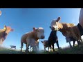 The curiosity of cows drone crash video