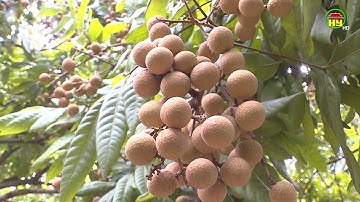 Huyện Khoái Châu chuẩn bị các giải pháp tiêu thụ nhãn